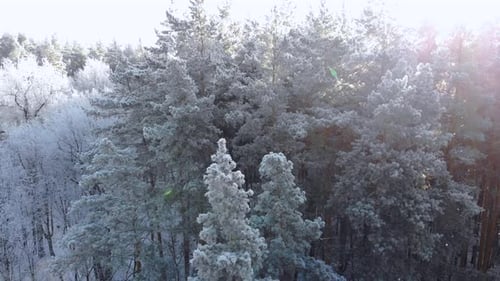 Snowy Forest Aerial in Winter Sunlight