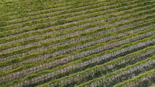 Vineyards Fields