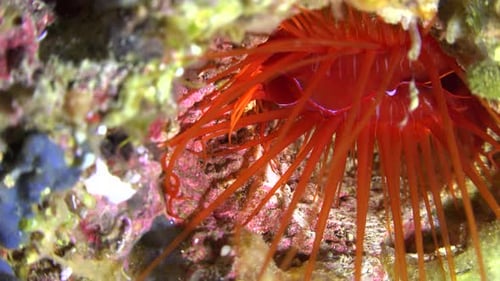 Electric flame scallop (lima Sp.) close up on tropical coral reef