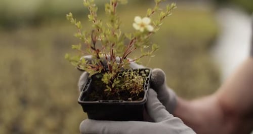 Small Plant in Pot Held by Gloved Hands