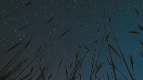 Night Starry Sky With Glowing Stars And Meteoric Tracks Trails Above Young Wheat Sprouts In Summer