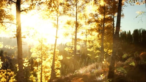 Coucher de soleil radieux dans les montagnes avec la forêt