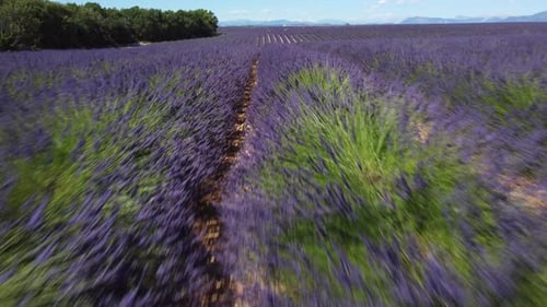 Lavender Field Aerial View