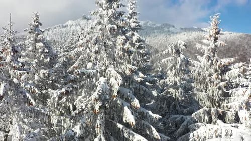Verschneite Bäume
