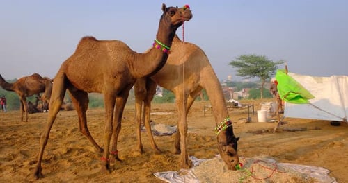 Kamele beim Pushkar Mela Camel Fair Festival auf dem Feld beim Essen und Kauen bei Sonnenaufgang. Puschkar, Rajasthan