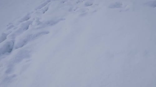 Fresh Snow and Footprints in Winter