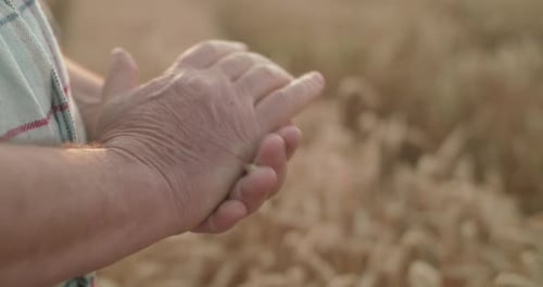 Close Farmer's Hands Peel Spit of Ripe Wheat To Check Among the Field at Sunset