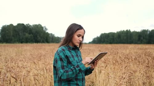 A Woman Farmer with a Tablet Works in a Wheat Field, She Monitors the Growth of a Healthy Crop