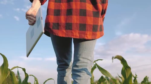Farmer Walks Through Cornfield Holding Tablet