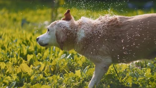 Dog Shakes Off Water in a Grassy Field