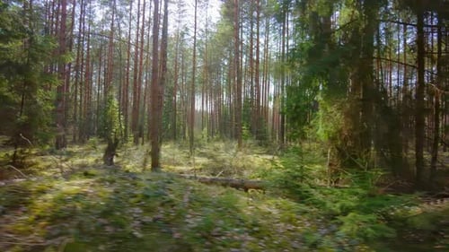 Spring pine forest and sun