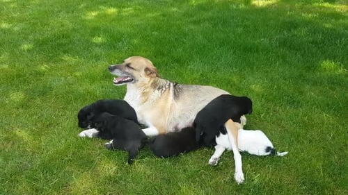 Red-haired mongrel dog breastfeeds her newborn puppies on a green lawn and gently licks