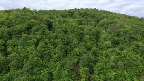 Montañas cubiertas de bosque