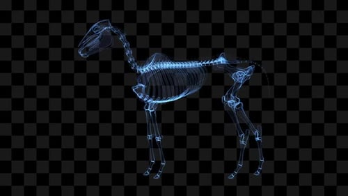 Digital Glowing X-Ray Horse Skeleton 360 Degree Rotation