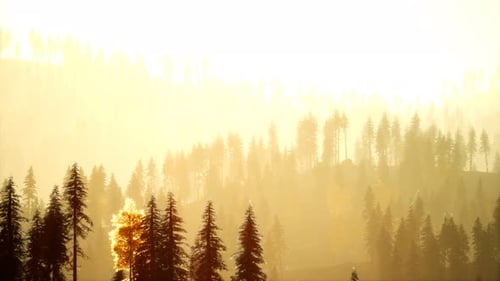 Sunlight in Spruce Forest in the Fog on the Background of Mountains at Sunset