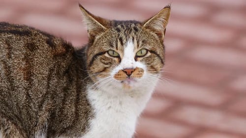Close Up of a Tabby Cat Staring