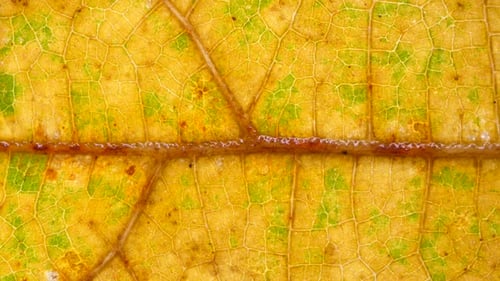 Blatt-Analyse