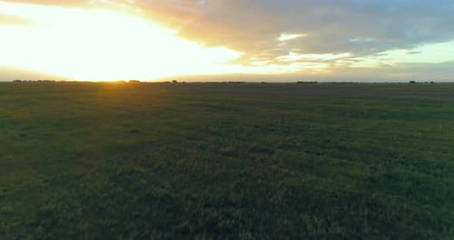 Flight Above Rural Summer Landscape with Endless Yellow Field at Sunny Summer Evening. Agricultural