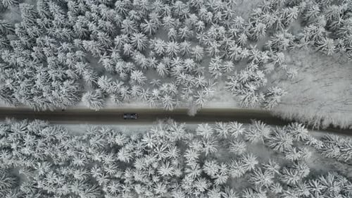 Aerial Fly Over a Road with Moving Car in Winter Spruce and Pine Forest