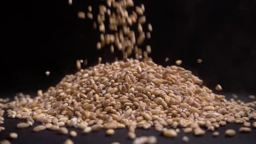 Haufen Vollkorn von Perlgerste oder Weizen, der von oben fällt