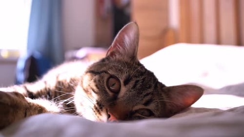 Cute Yawning Cat