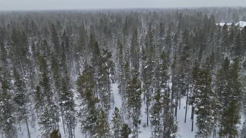 Aerial View Winter of Snow Covered Tree Branch in Mountains with Forest During Snowfall