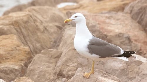 Seagull on the Rocks.