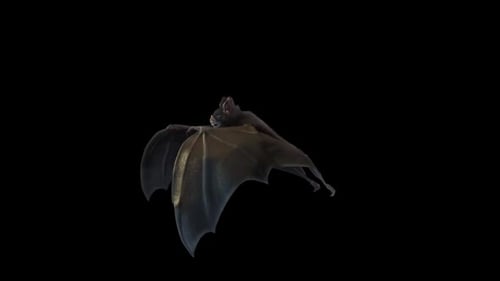Realistic 3D Flying Bat Animation