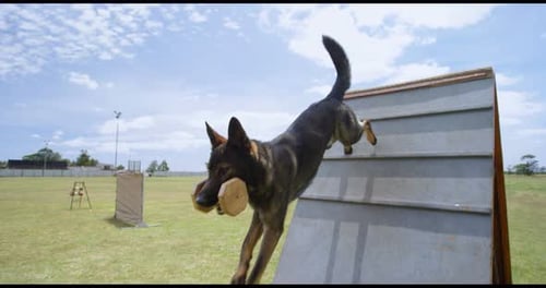 Trainer training the shepherd dog in the field 4k