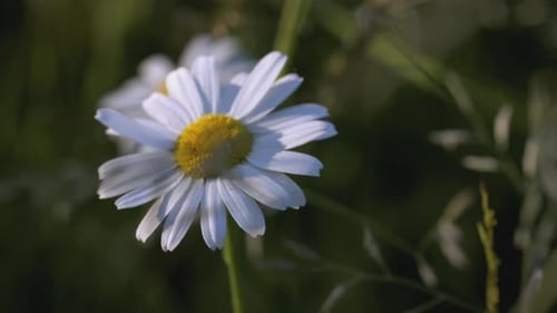 A Beautiful Chamomile Grows in a Field