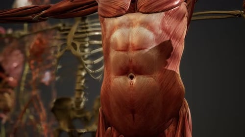 Progressive Layers of Human Anatomy 3D Reveal