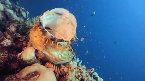 Coral Reef Ecosystem with Fish and Open Clam