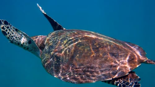 Hawksbill Sea Turtle at the Thailand Seen While Diving and Snorkeling Underwater