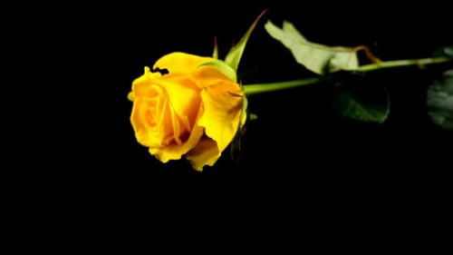 Fallende Rose 8