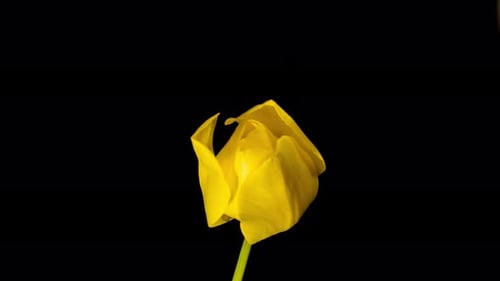 Yellow Tulip Blooming in Time-Lapse