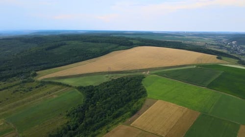 Aerial Landscape View of Yellow Cultivated Agricultural Fields with Ripe Wheat and Green Woods on