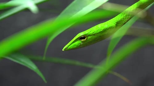 Green Vine Snake hiding in plain sight