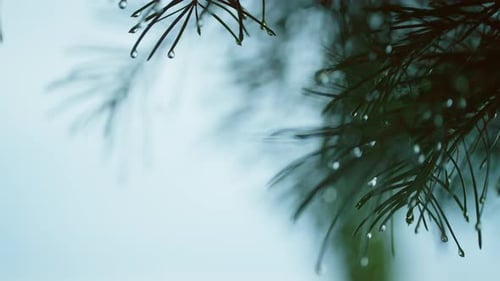 State of Nature After the Doge with Drops on Pine Branches