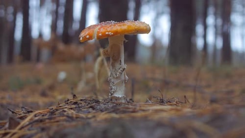 Close Up of Hand Picks a Fly Agaric Mushroom in the Forest