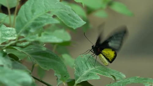 Troides Radamanthus, Wunderschöner exotischer Schmetterling aus Südasien, Entomologie