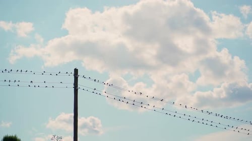 Birds Perched on Power Lines Fly in Blue Sky