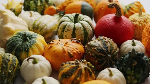 Wunderschöne bunte Mini-Kürbisse auf Grac-Betonhintergrund, Feiertags- oder Herbst