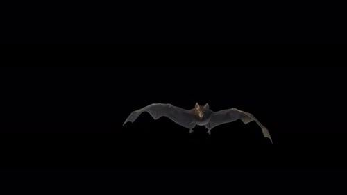 Realistic 3D Animated Flying Bat Clip