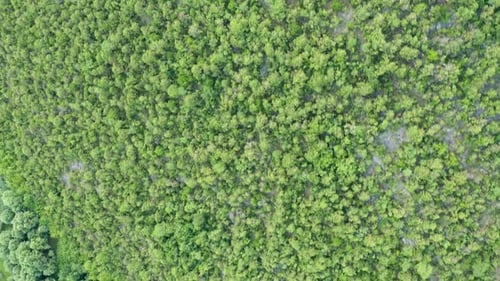 Top view on a rocky hillside, covered with green vegetation: bushes, shrubs and low trees.