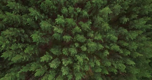 Pine forest aerial view