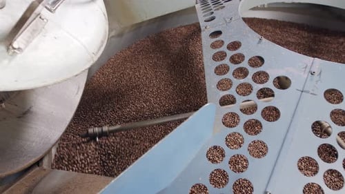 coffee beans falling from a large roasting oven in a coffee factory