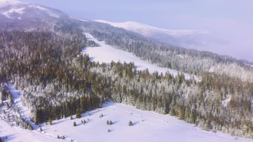 High Snowy Mountain Covered with Evergreen Fir Trees on a Sunny Cold Day