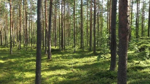 Drone flight at the Pine Forest