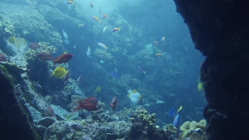 Tropical Underwater Sea Fishes