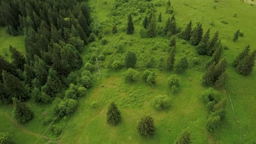 Aerial View of Forest and Green Meadows